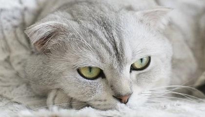 开云体育娱乐-北京德比：北京金星胜江苏元明星队，篮球北京德比